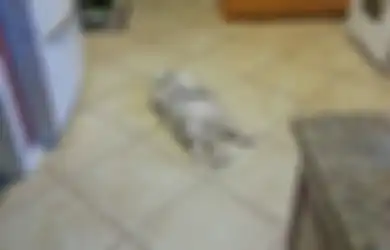 Kisah Seekor Kucing yang Mencari Temannya Terkuat