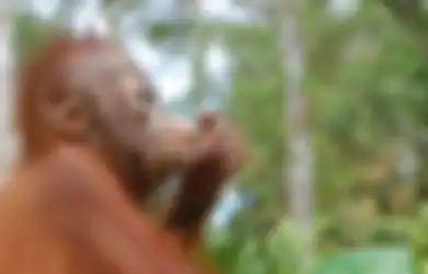 Saat 14 Orangutan Kembali ke Kampung Halaman dari Penyelundupan