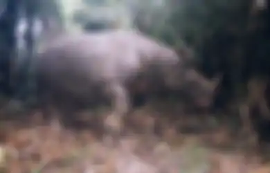 Pelestarian Badak Jawa Sudah di Tahap Siaga Satu