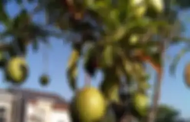 Larva Lalat Enyah dengan Buah Bintaro