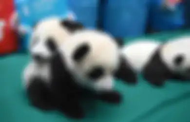 Di Pusat Penelitian Chengdu Anda bisa Menemui 15 Bayi Panda nan Menggemaskan
