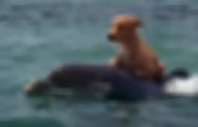 Kisah Seekor Lumba-lumba Penyelamat Anjing