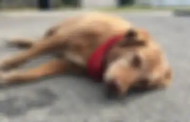 Paco, Anjing yang Setia Tidur di Lokasi Tewasnya sang Majikan