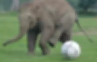 Gajah Ini Menelan iPhone Milik Wisatawan