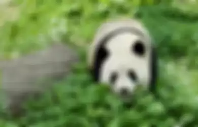 Ilustrasi panda