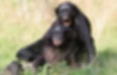 Simpanse bonobo