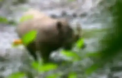 Berasal Dari Indonesia, 'Babi Paling Jelek di Dunia' Ini Jadi Penghuni Tetap Kebun Binatang London, Rupanya Babi Ini yang Dimaksud