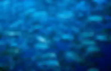Sekawanan ikan kuwek hitam berenang jelang senja di sekitar Kepulauan Phoenix, bagian dari Kiribati 
