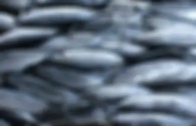 Ikan Ganas dari Amazon Masuk ke Jawa Tengah, Terpaksa Dibius Hingga Mati Lemas