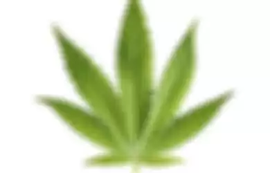 Daun ganja (Cannabis sativa syn. Cannabis indica)
