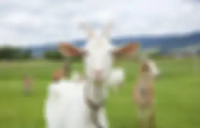 Cara Unik Warga Tulehu Rayakan Idul Adha, Gendong Kambing Sebelum Disembelih