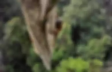 Tergiur dengan buah ara, orangutan Borneo memanjat hingga ke ujung pohon setinggi 30 meter. Dengan  