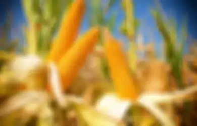 Jagung Dinobatkan Jadi Makanan Paling Oke Untuk Penderita Diabetes Oleh WHO!