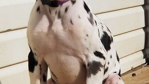 Seorang Wanita Tega Mewarnai Anjingnya Menjadi Pink Dan Ungu