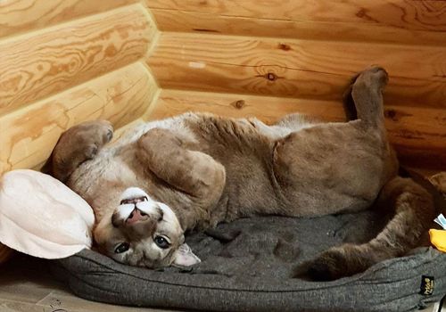 Berita Puma Terbaru Hari Ini Enggak Tanggung Tanggung Bukan