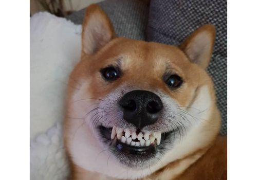 Berita Nyengir Terbaru Hari Ini Beginilah Kalau Anjing Selfie