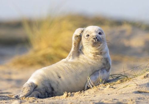 Berita Tangan Terbaru Hari Ini Viral Orangutan Ini Ulurkan