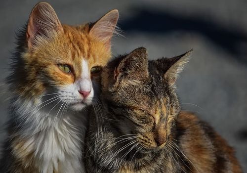 Berita Hewan Liar Terbaru Hari Ini Kaget Lihat Anak Anak Beruang