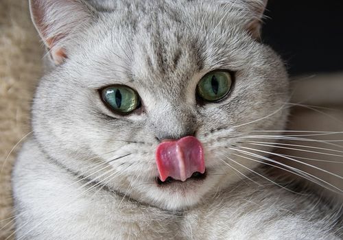 Berita Kucing Terbaru Hari Ini Kids