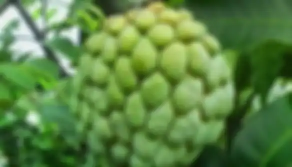 Manfaat buah srikaya.