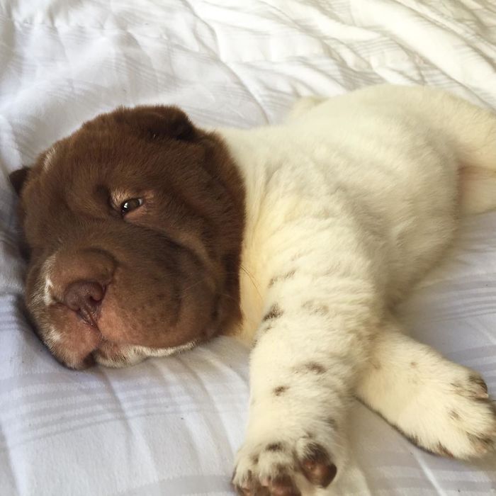 Intip Yuk Kelucuan Anjing Shar Pei Yang Wajahnya Mirip Beruang