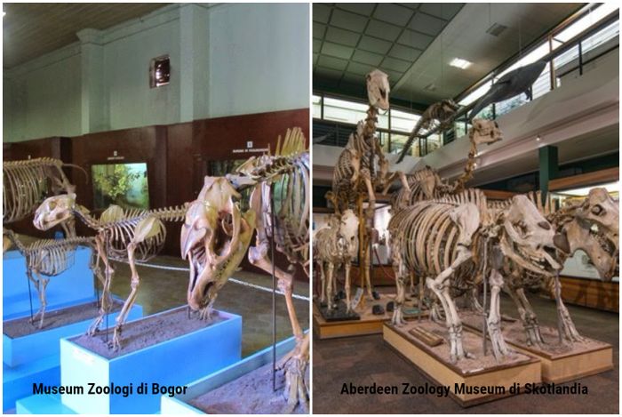 


Museum Zoologi
