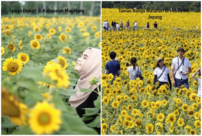 


Taman bunga matahari