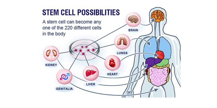Stem Cell adalah pengobatan masa, tengah dikembangan Indonesia
