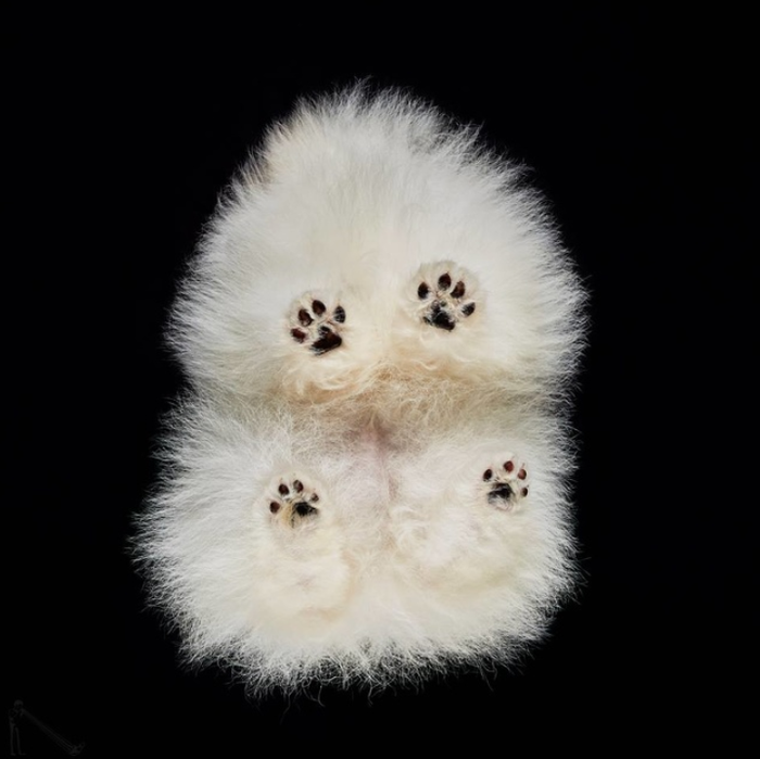 50 Gambar Binatang Yang Keren Gratis Terbaik