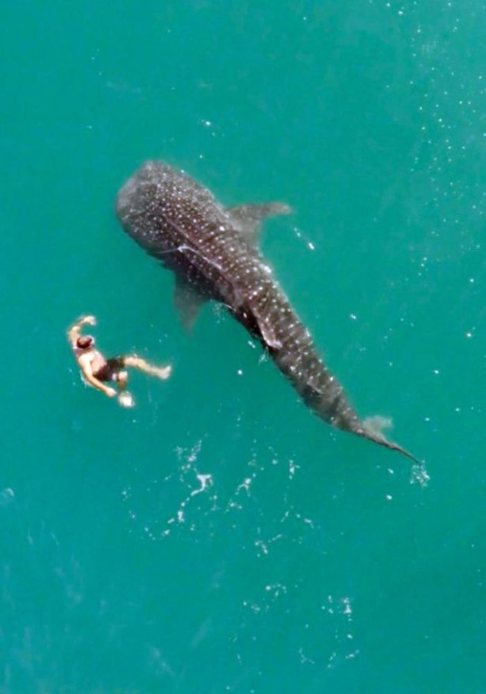 
Seorang perenang terkejut dengan hiu paus 