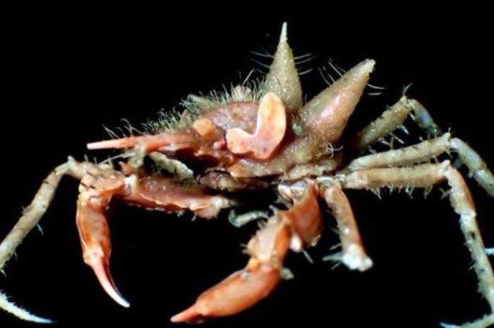 
Spesies baru di perairan Jawa. 