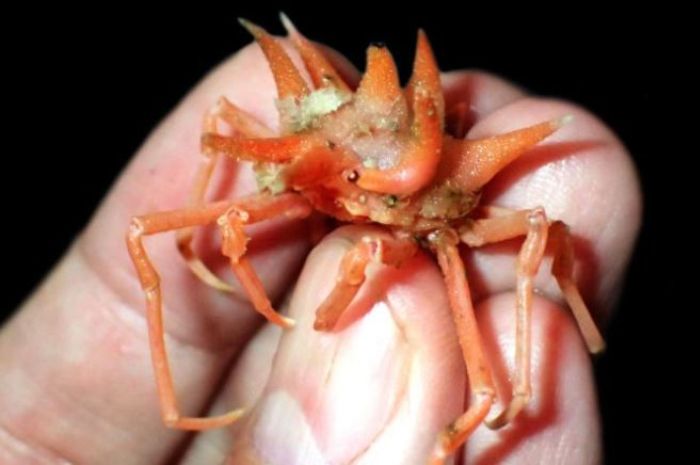 
Spesies baru di perairan Jawa. sciencealert.com