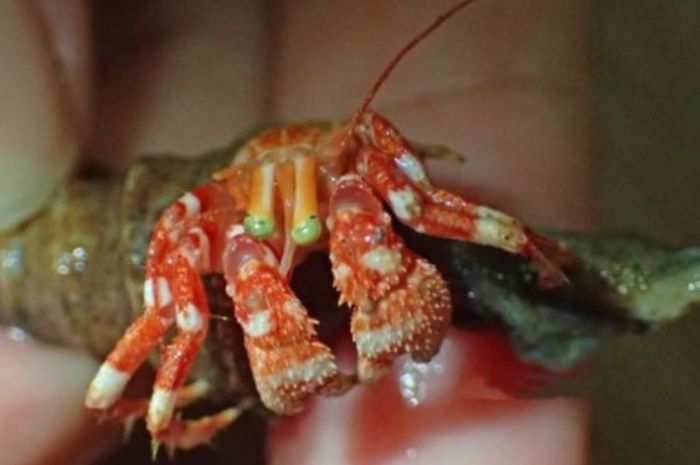 
Spesies baru di perairan Jawa. 