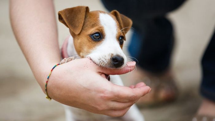 Viral Seorang Pria Menggonggong Usai Digigit Anjing Rabies