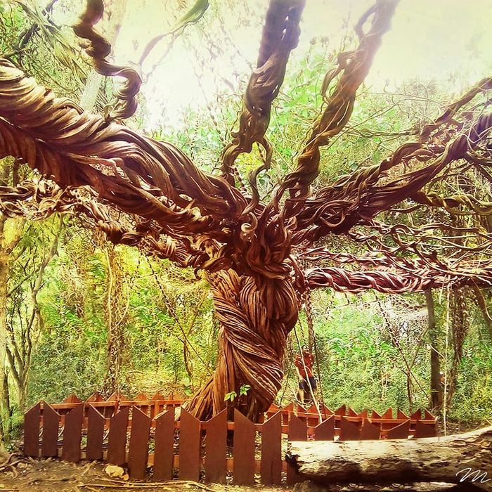 Wisata Pohon Trinil Lamongan