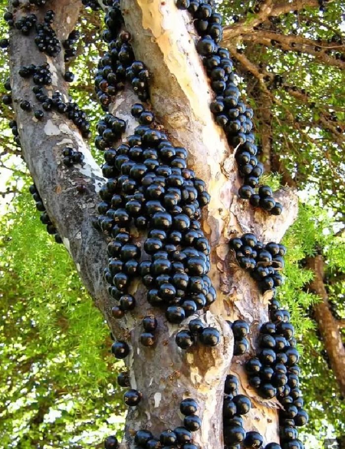 


Jabuticaba
