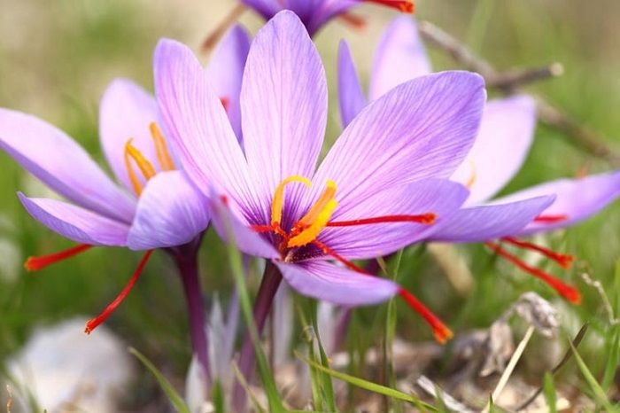 Bunga saffron crocus berwarna ungu, bagian putik berwarna merah itulah yang dipetik dan dipanen menj