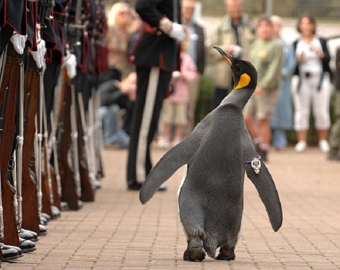 

Listverse
Nils Olav si penguin
 