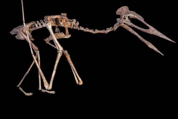 Reconstruction of the skeleton of a flying reptile known as Dracula, a giant azhdarchoid pterosaur.