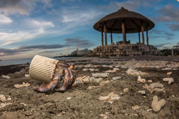 Bagi Hewan, Plastik Mengubah Lautan Menjadi Kawasan Penuh Ranjau
