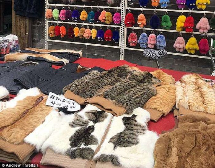 

Jaket kulit kucing