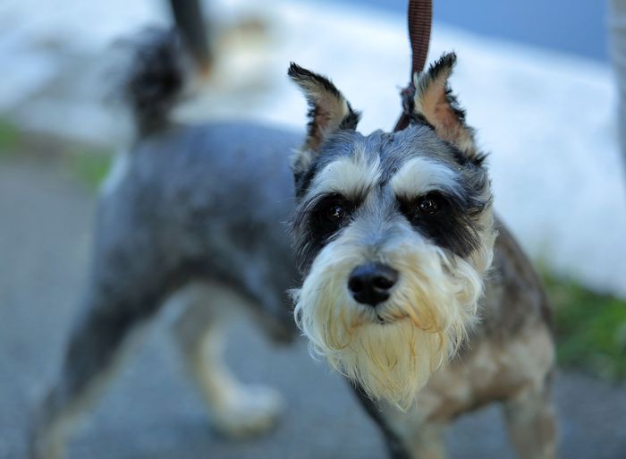 Daftar Anjing Terpintar Berdasarkan Penelitian, Mana Favoritmu? Bobo