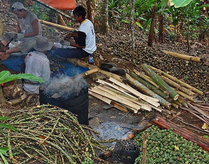 Tidak Mudah, Beginilah Cara Mengolah Buah Aren Menjadi ...