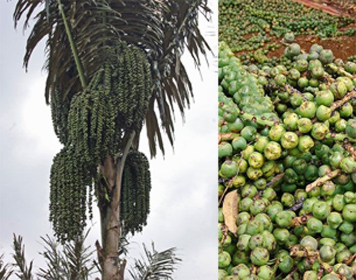 Tidak Mudah, Beginilah Cara Mengolah Buah Aren Menjadi Kolang-kaling - Bobo