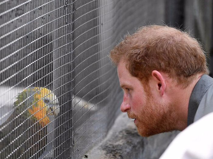 Pangeran Harry diberi burung Macaw