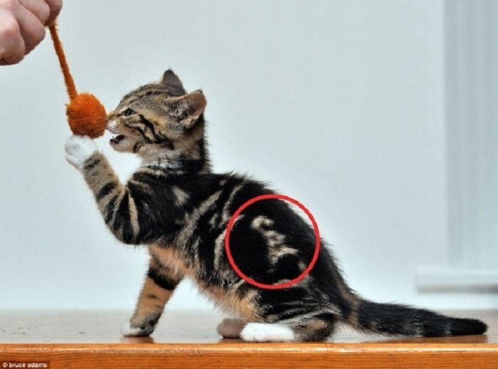kucing tanpa bulu berdiri di atas meja dengan ekspresi lucu