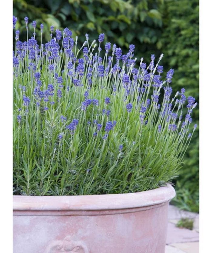 Lavender
