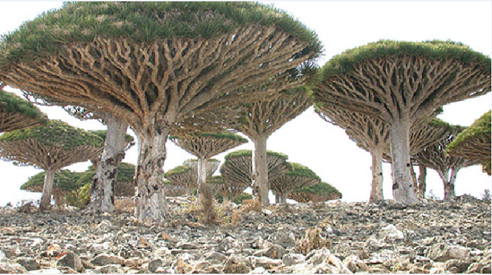 Socotra Island