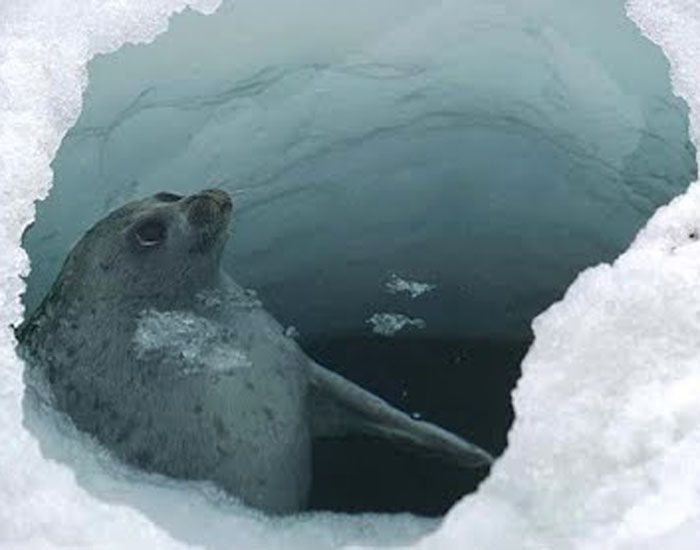Nerpa, Satu-satunya Jenis Anjing Laut yang Hidup di Air Tawar - Bobo