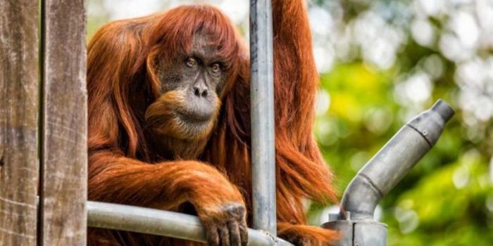 Jangan Ditanyakan Lagi Ini Alasan Mengapa Kera Sekarang Tidak Berevolusi Jadi Manusia Semua Halaman Intisari
